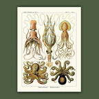 Affiche Céphalopodes Carto polo