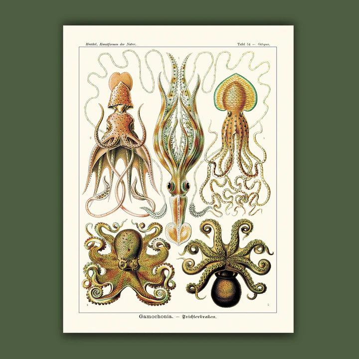 Affiche Céphalopodes Carto polo