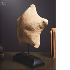 Etoile de mer coussin - Halithyle regularis- sur base noire