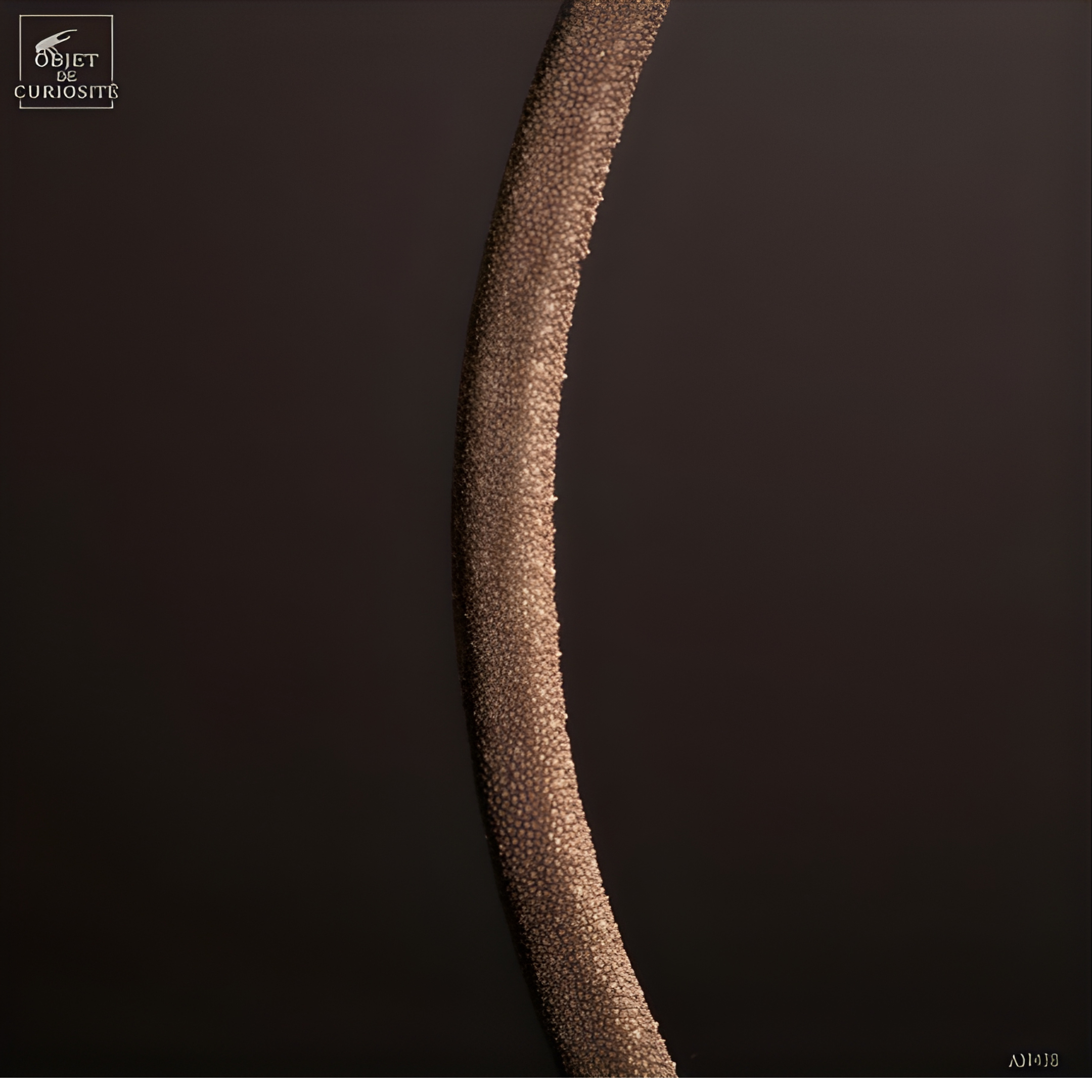 Queue de raie en forme de point d'interrogation