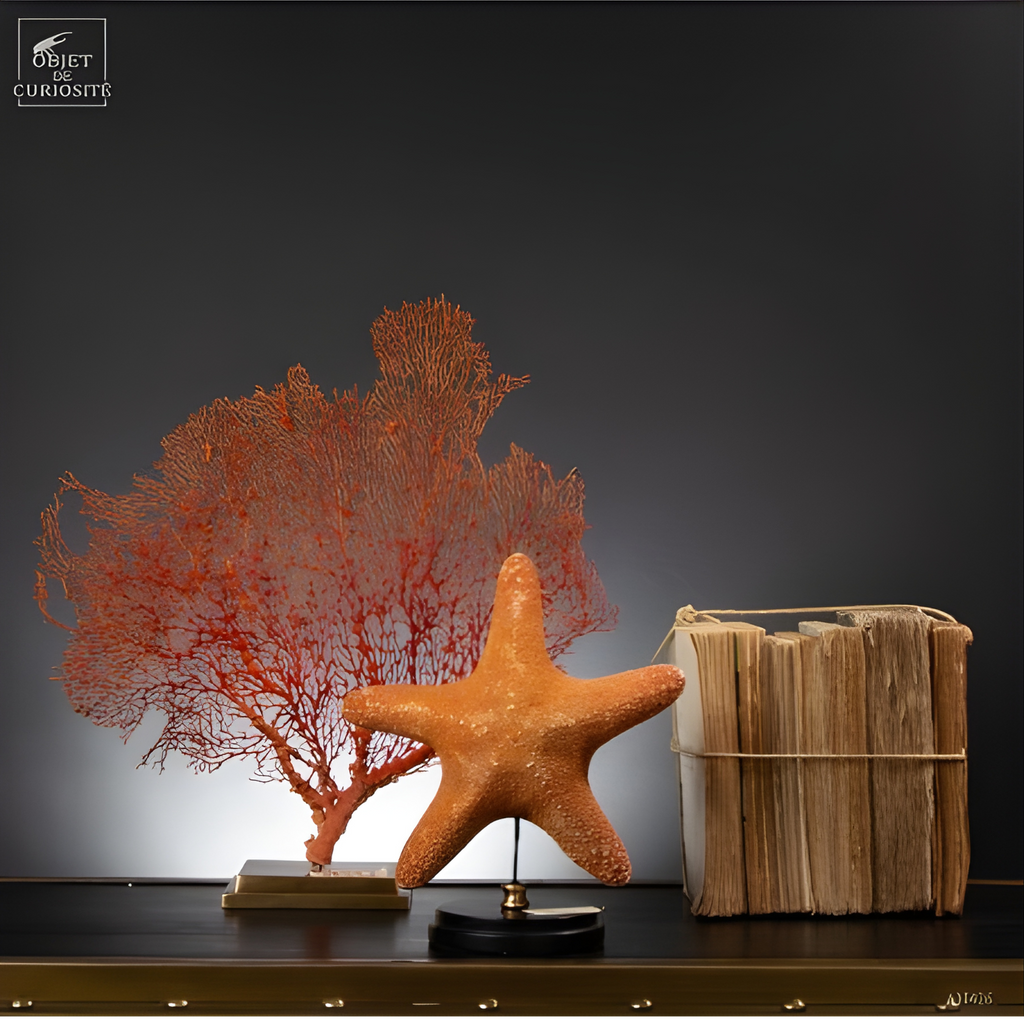 Etoile de mer à pois sur base noire ronde