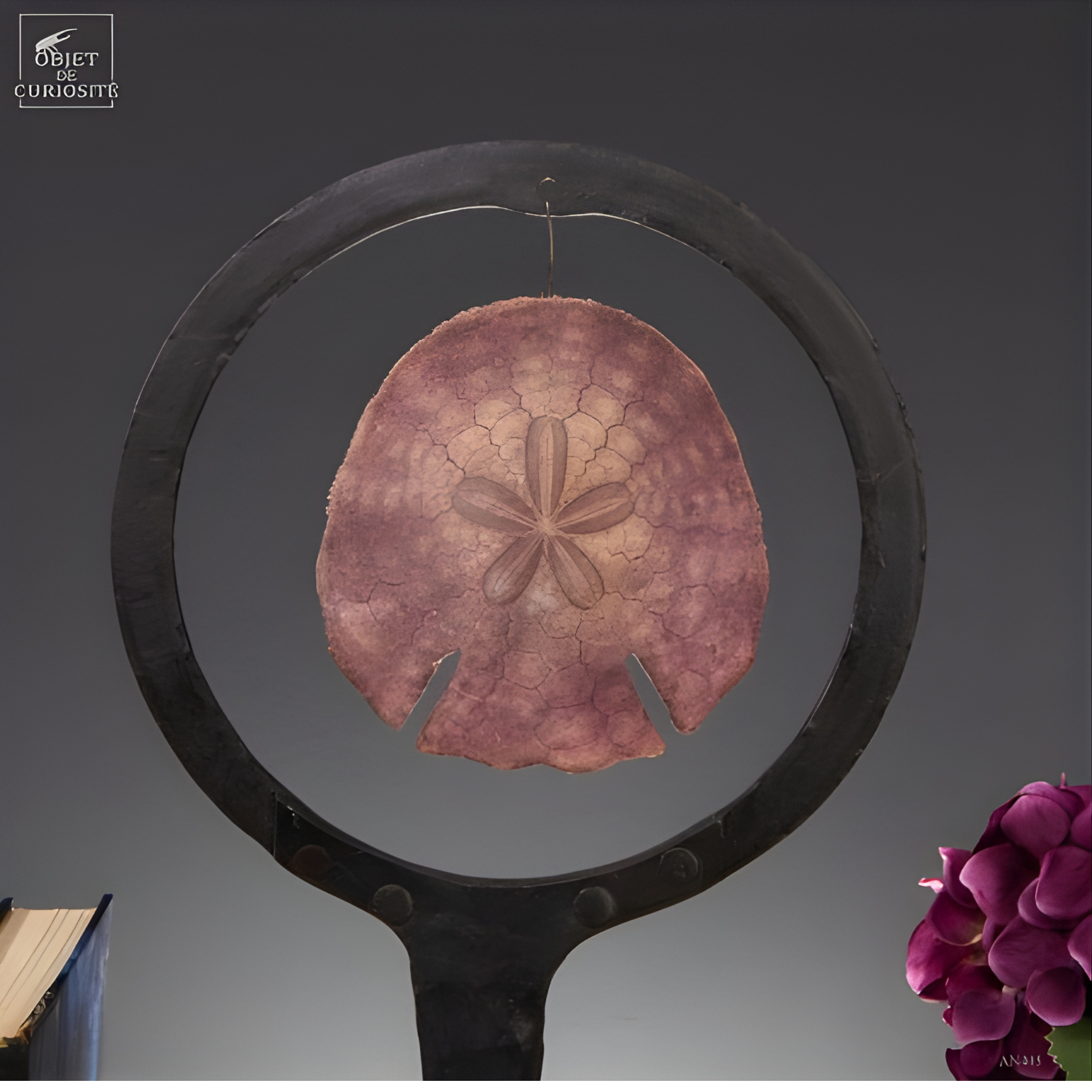 Dollars des sables violet dans cercle métal