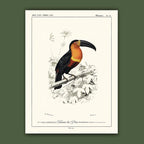 Affiche Toucan du Para Carto polo