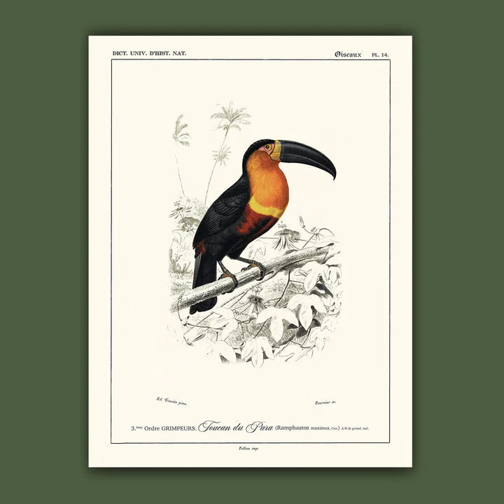 Affiche Toucan du Para Carto polo