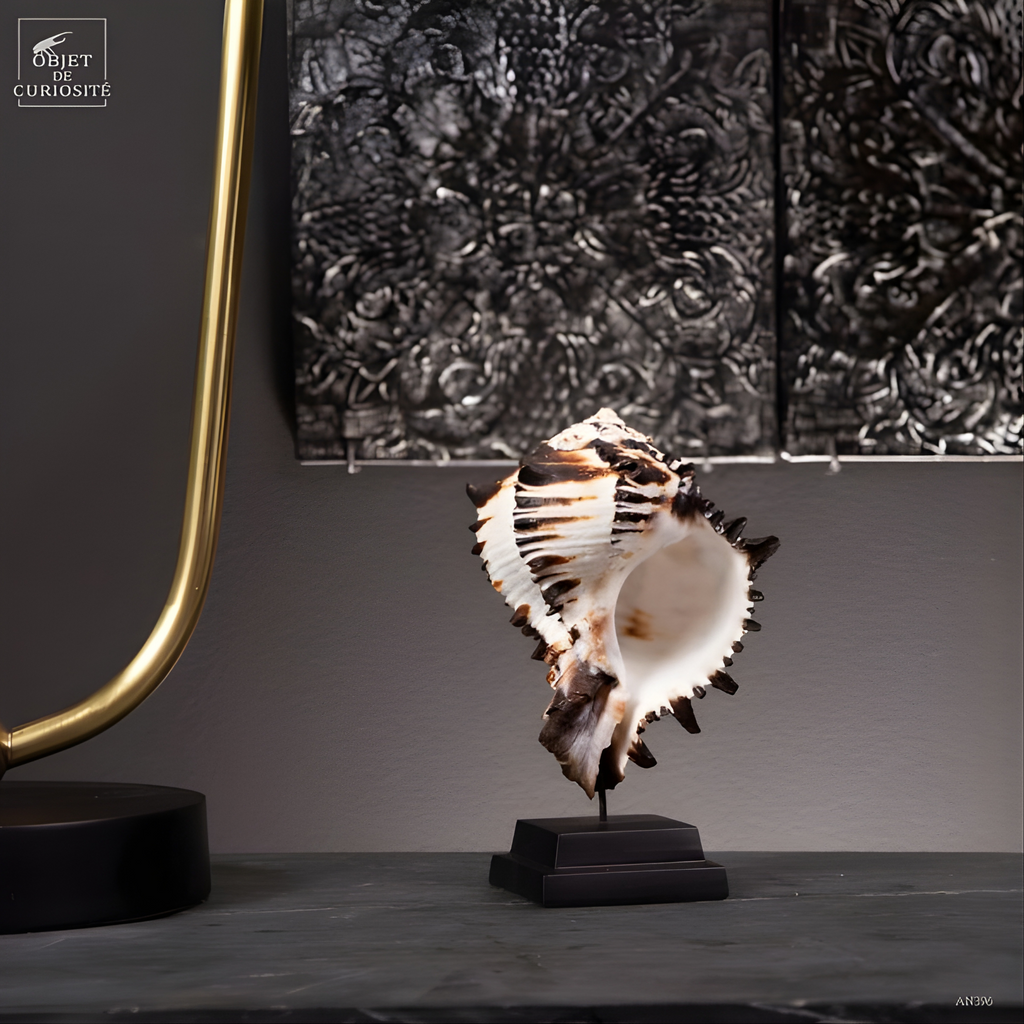 Hexaplex nigritus sur base noire