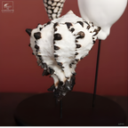 Globe de coquillages noir et blanc