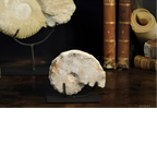 Goniatite à pics sur socle métal