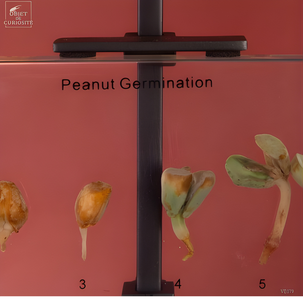 Germination de l'arachide dans résine