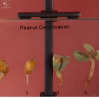 Germination de l'arachide dans résine