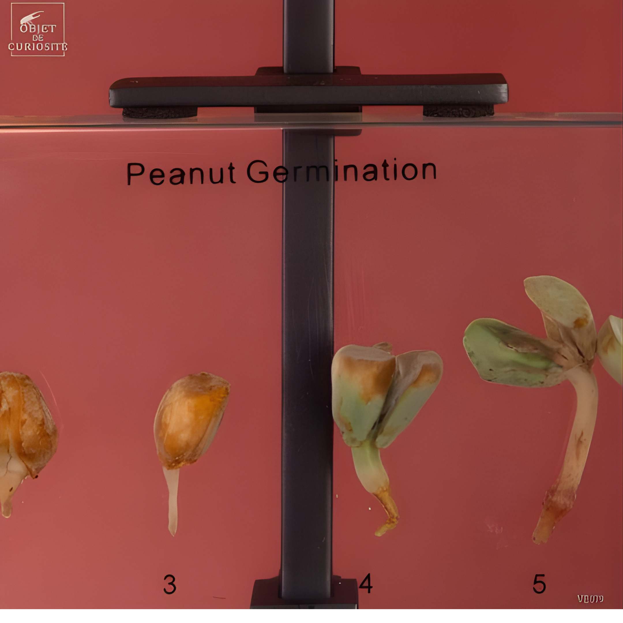 Germination de l'arachide dans résine