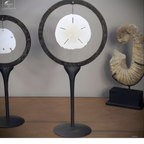 Dollars des sables dans cercle métal