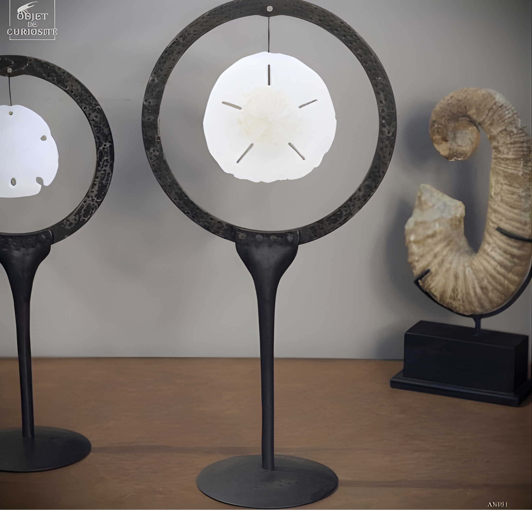 Dollars des sables dans cercle métal