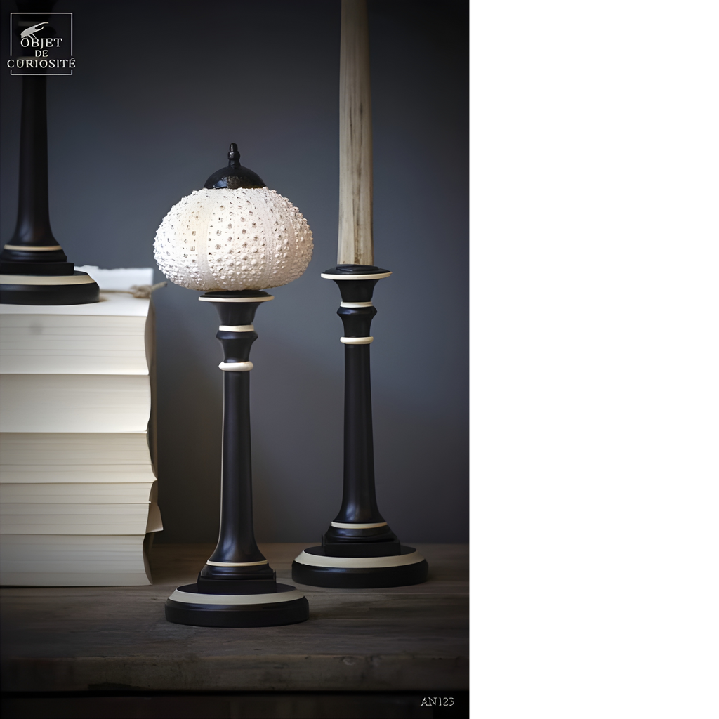 Oursin blanc (Madagascar) sur socle bicolore