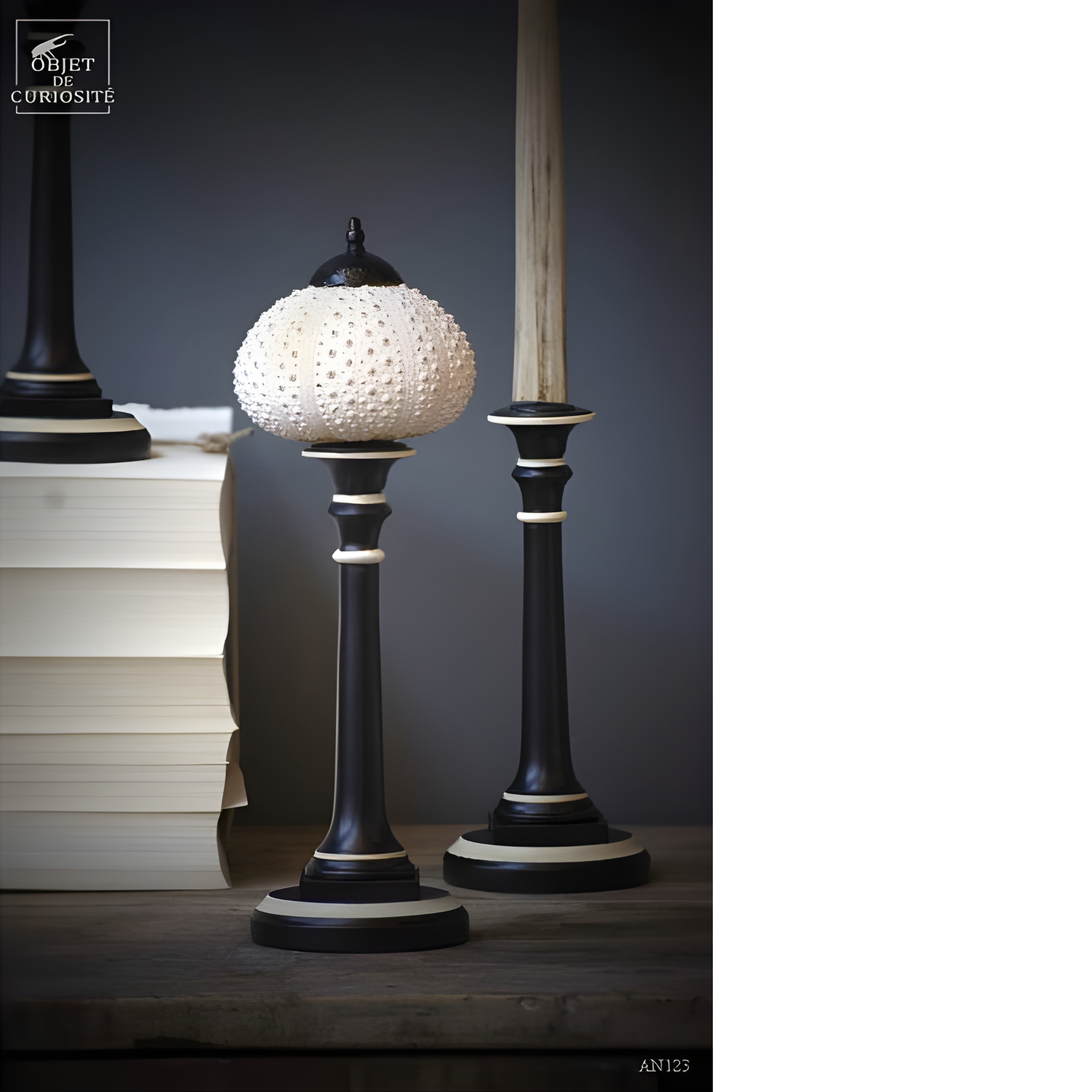 Oursin blanc (Madagascar) sur socle bicolore