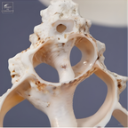 Tranche centrale de coquillage BURSA BUBO