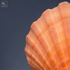 Coquille St Jacques orange sur base noire