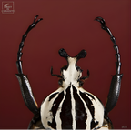 Goliath sous mini globe