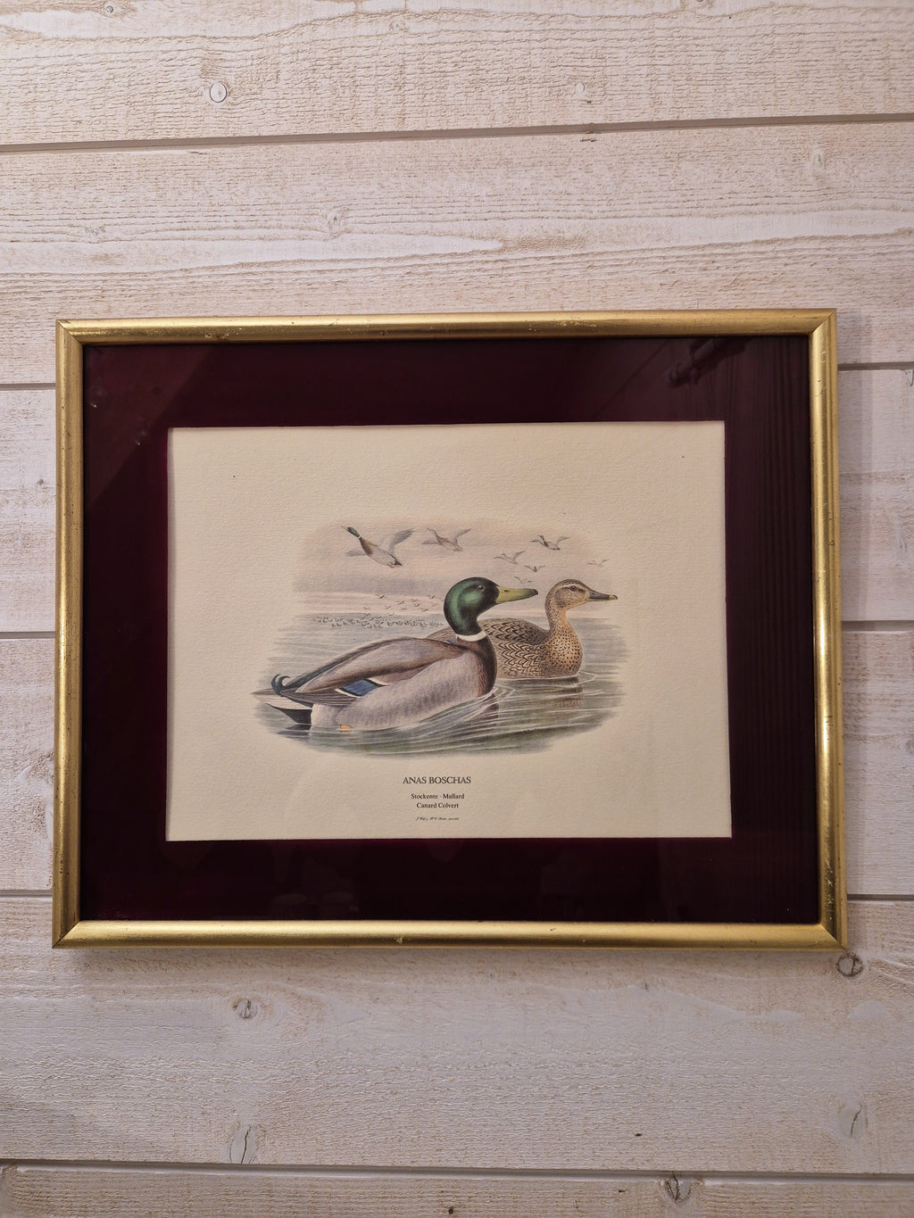 Cadre Canards colvert