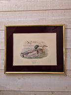 Cadre Canards colvert