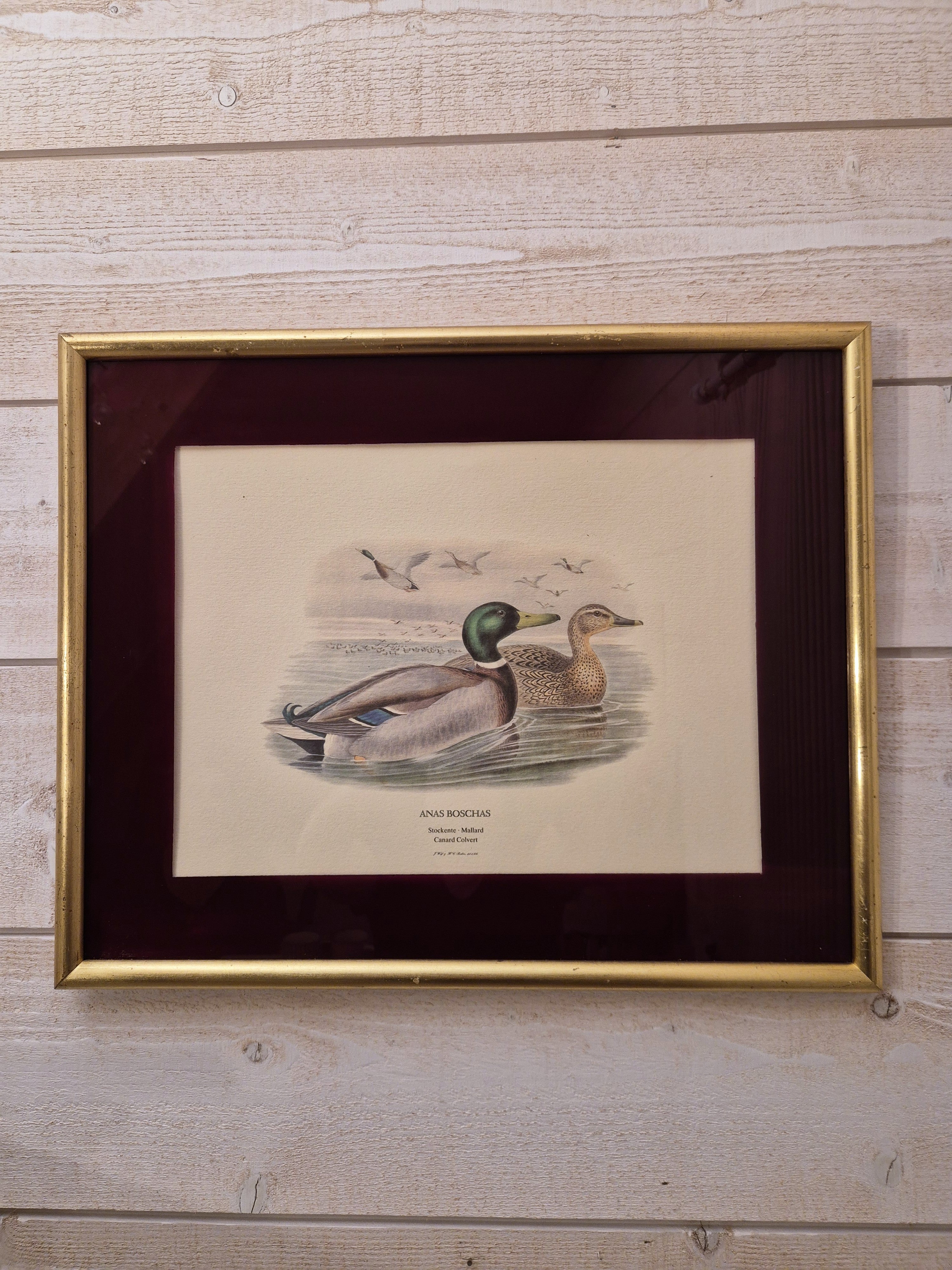 Cadre Canards colvert