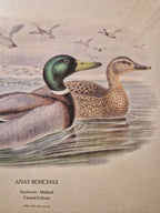 Cadre Canards colvert