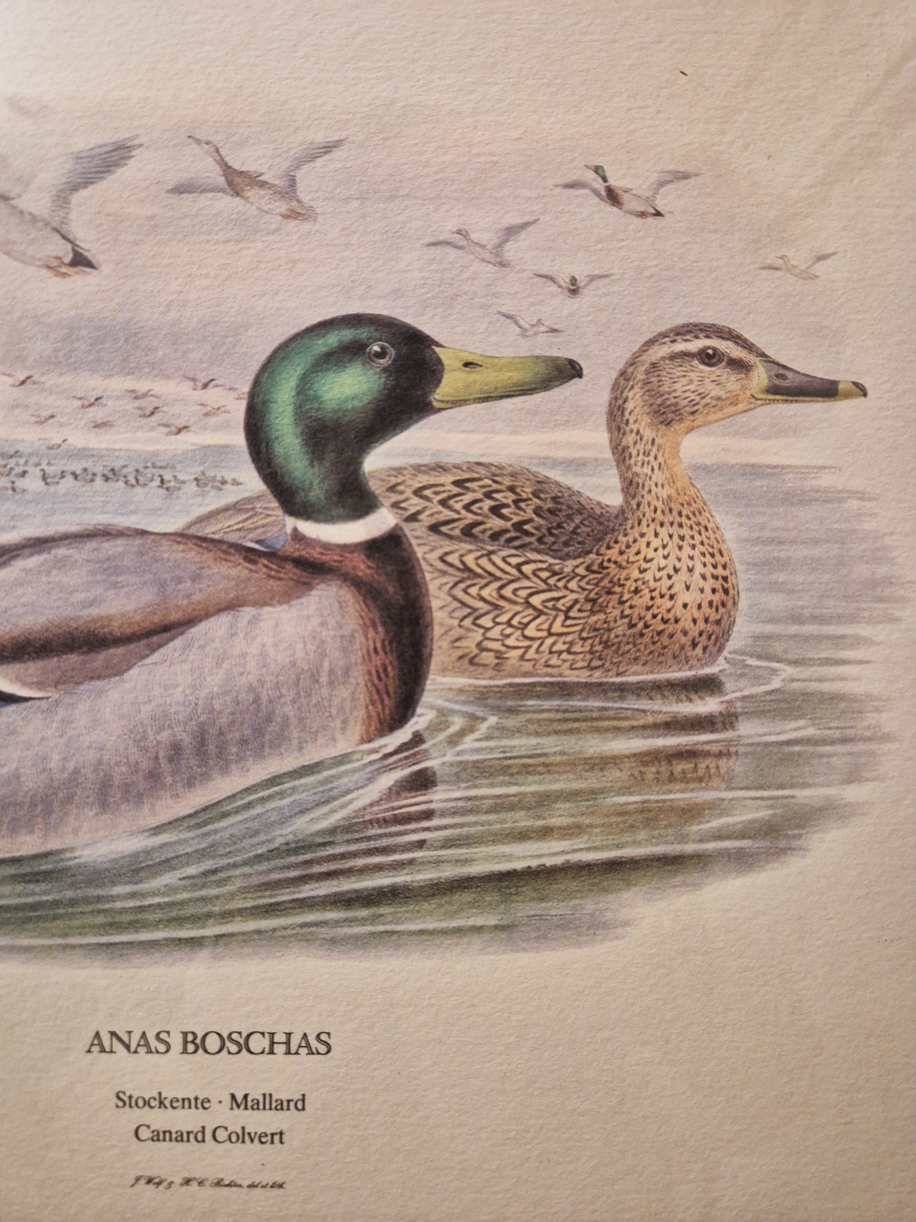 Cadre Canards colvert