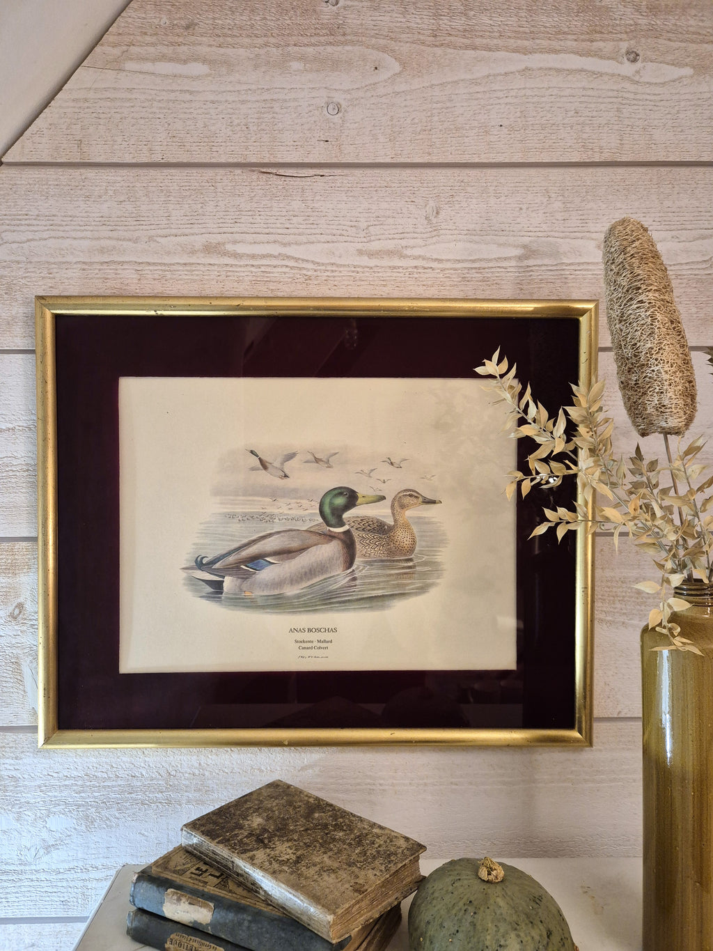 Cadre Canards colvert