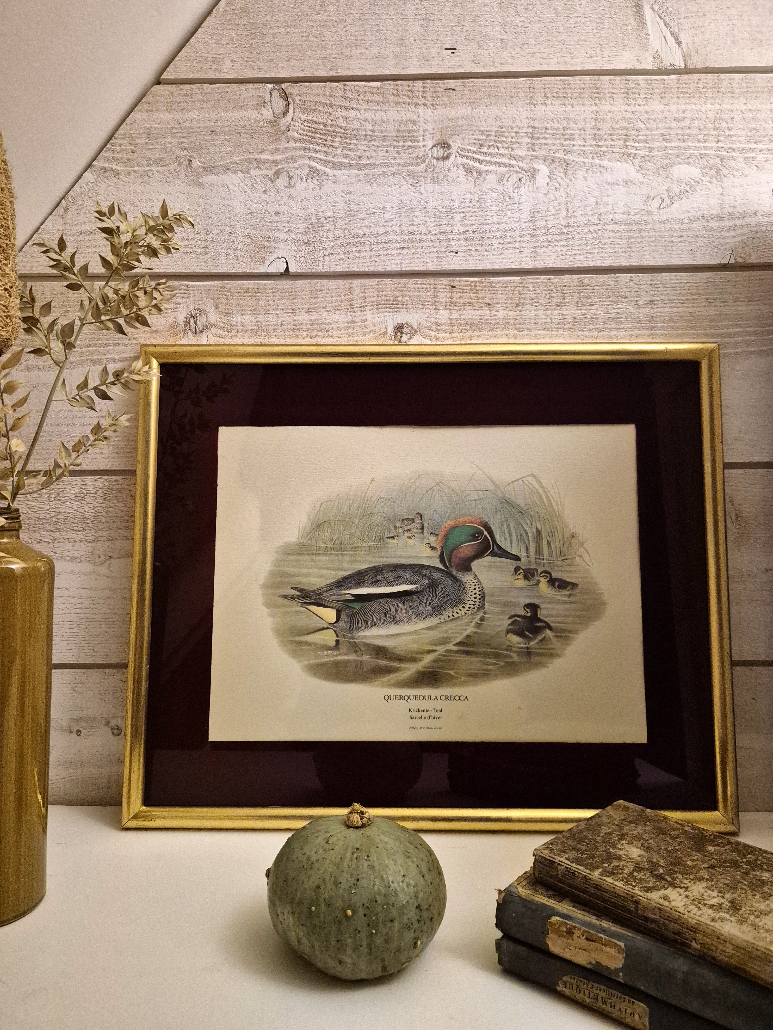 Cadre Sarcelle d'hiver