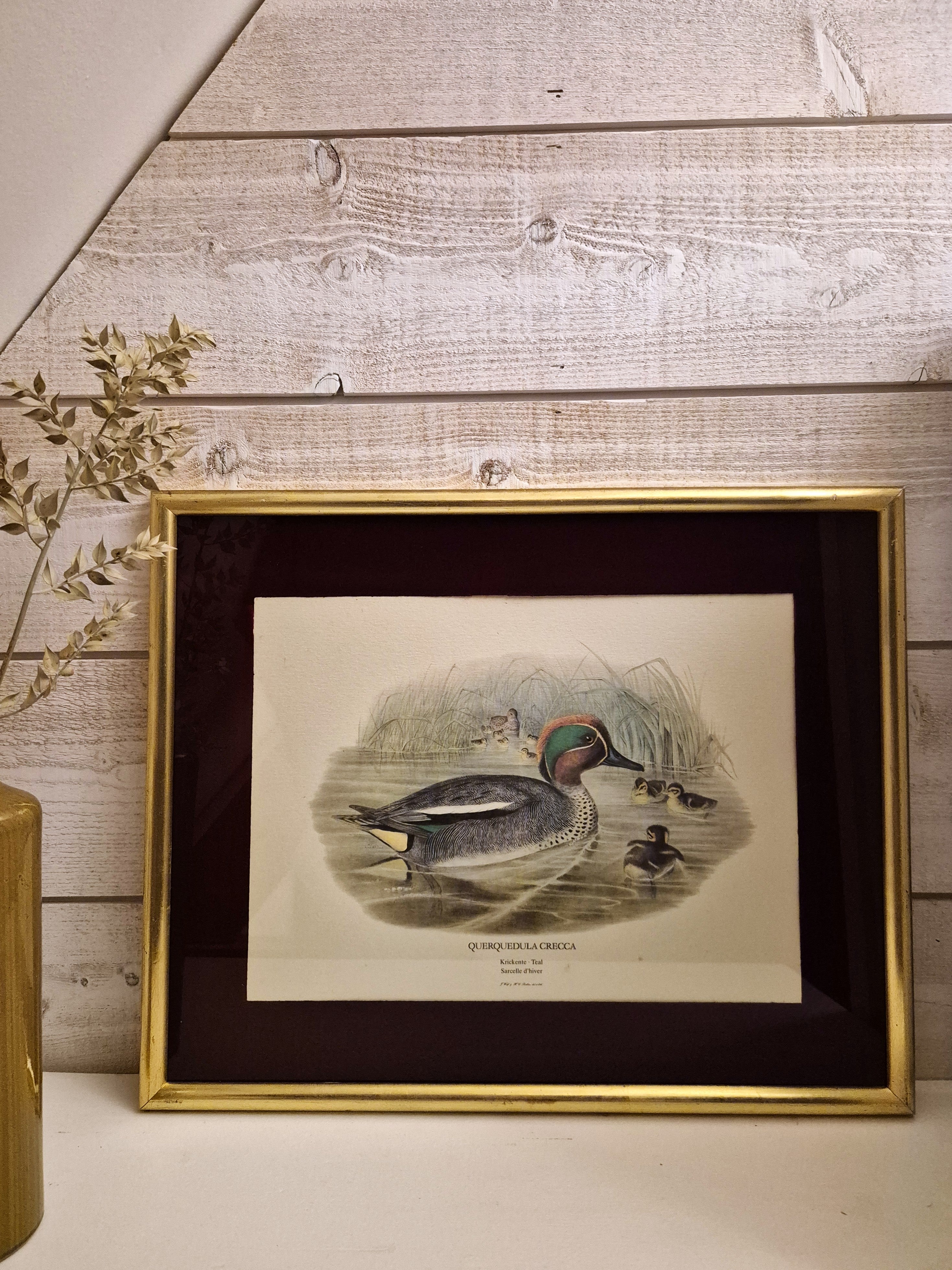 Cadre Sarcelle d'hiver