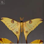 Couple de comètes de Madagascar sous globe rond sur pieds