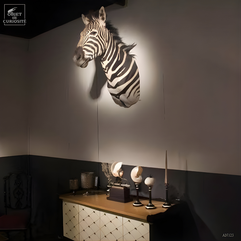 Oursin blanc (Madagascar) sur socle bicolore