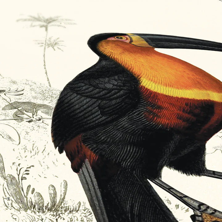Affiche Toucan du Para Carto polo