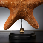 Etoile de mer à pois sur base noire ronde