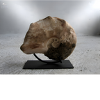 Goniatite à pics sur socle métal