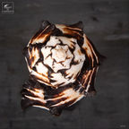 Hexaplex nigritus sur base noire