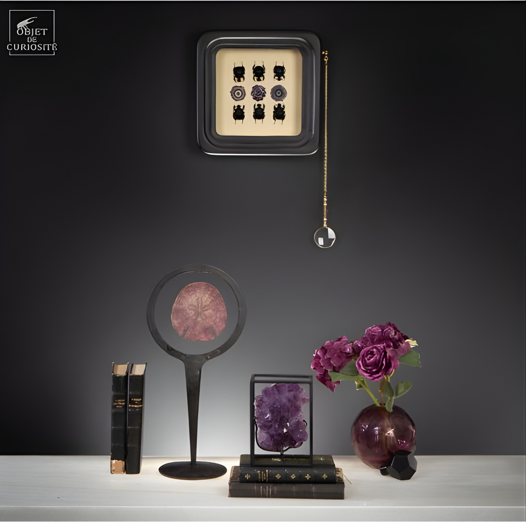 Dollars des sables violet dans cercle métal