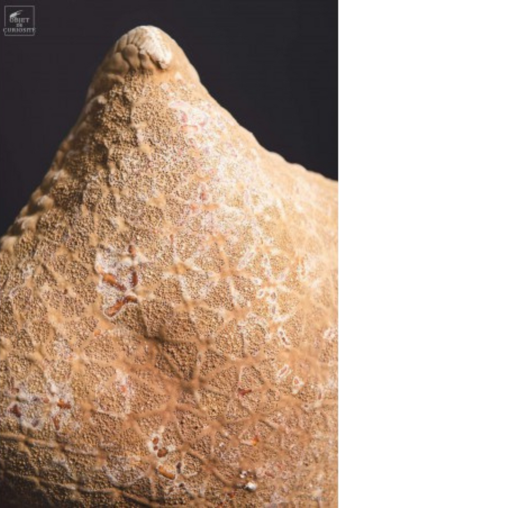 Etoile de mer coussin - Halithyle regularis- sur base noire