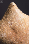 Etoile de mer coussin - Halithyle regularis- sur base noire