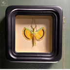 Phasme Tagesoidea nigrofasciata dans boite d'observation