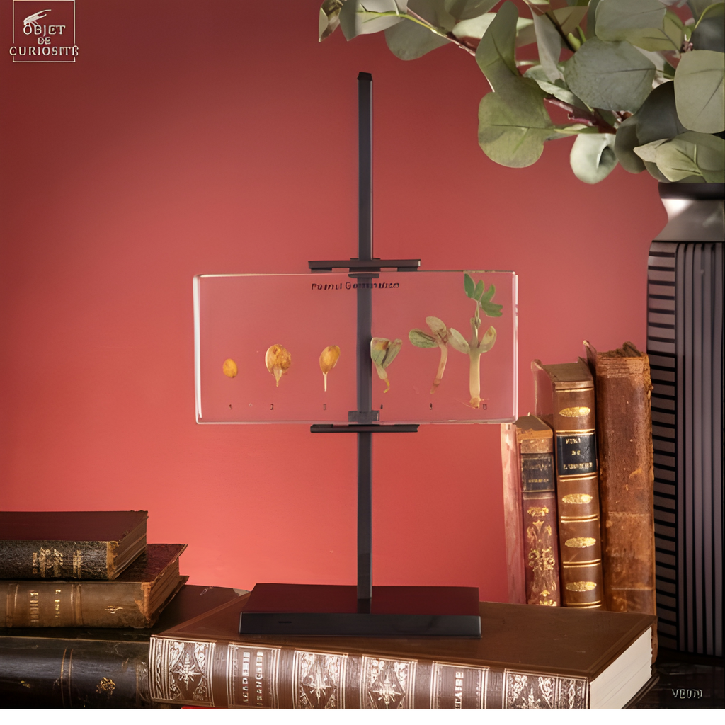 Germination de l'arachide dans résine