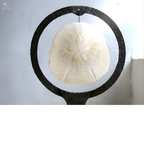 Dollars des sables dans cercle métal