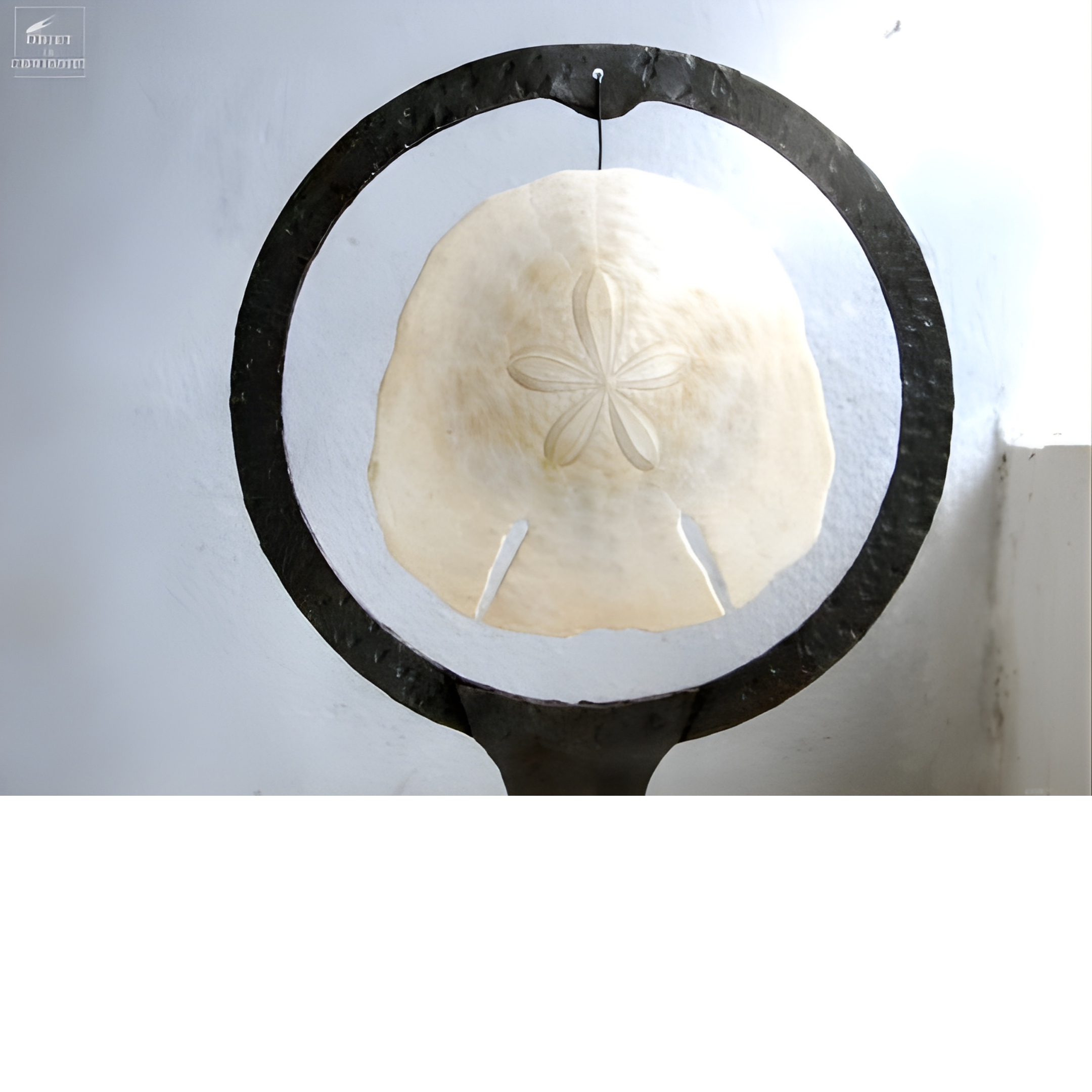 Dollars des sables dans cercle métal