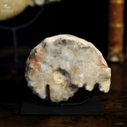 Goniatite à pics sur socle métal