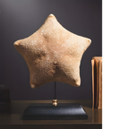 Etoile de mer coussin - Halithyle regularis- sur base noire