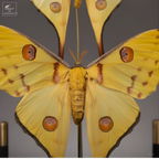 Couple de comètes de Madagascar sous globe rond sur pieds