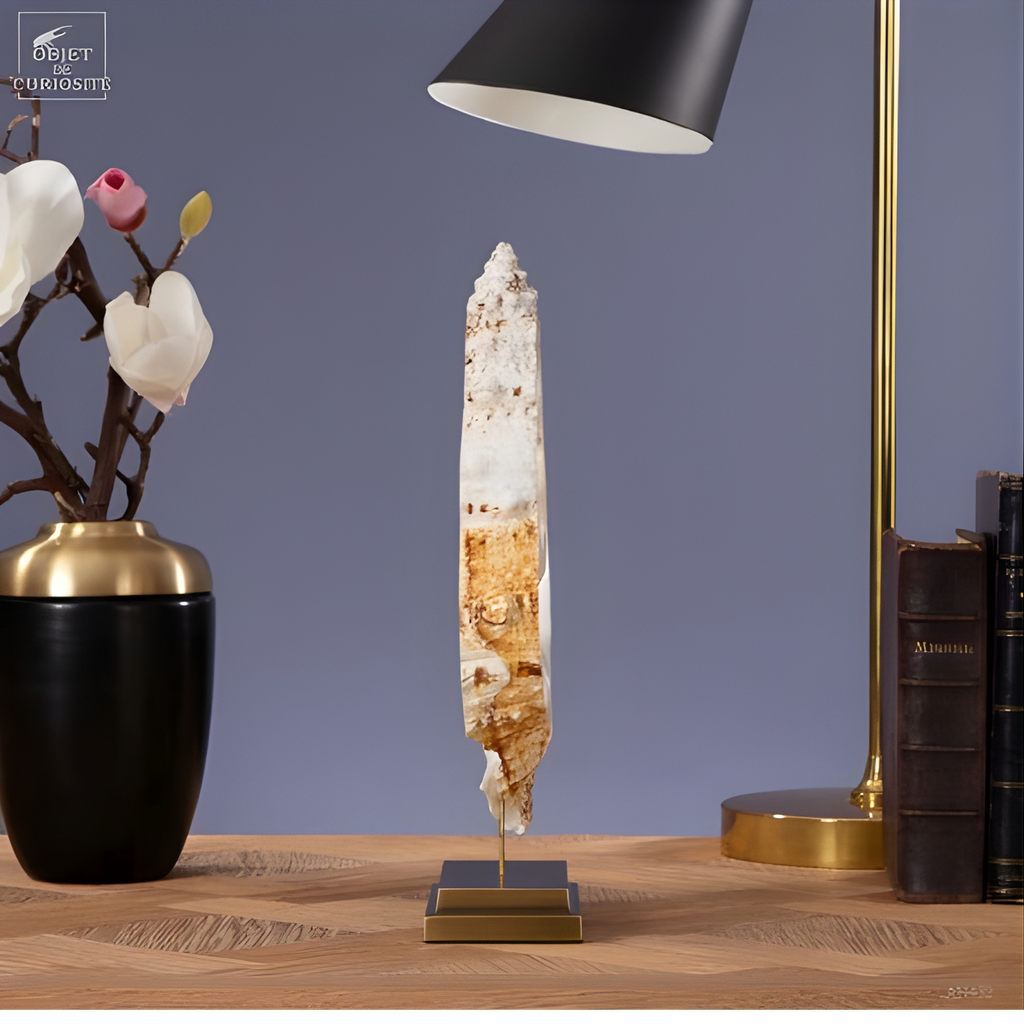 Tranche centrale de coquillage BURSA BUBO