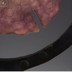 Dollars des sables violet dans cercle métal