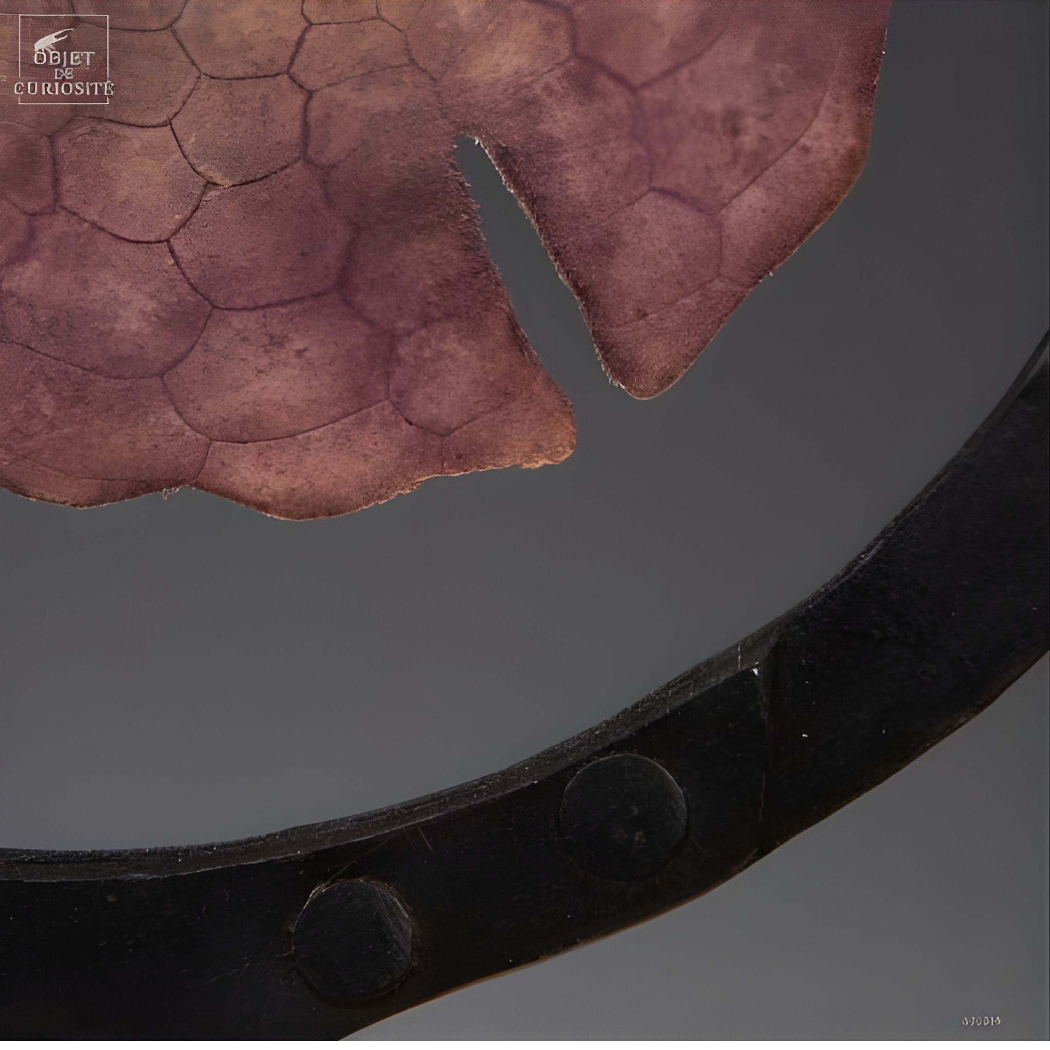 Dollars des sables violet dans cercle métal