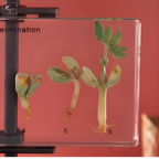 Germination de l'arachide dans résine