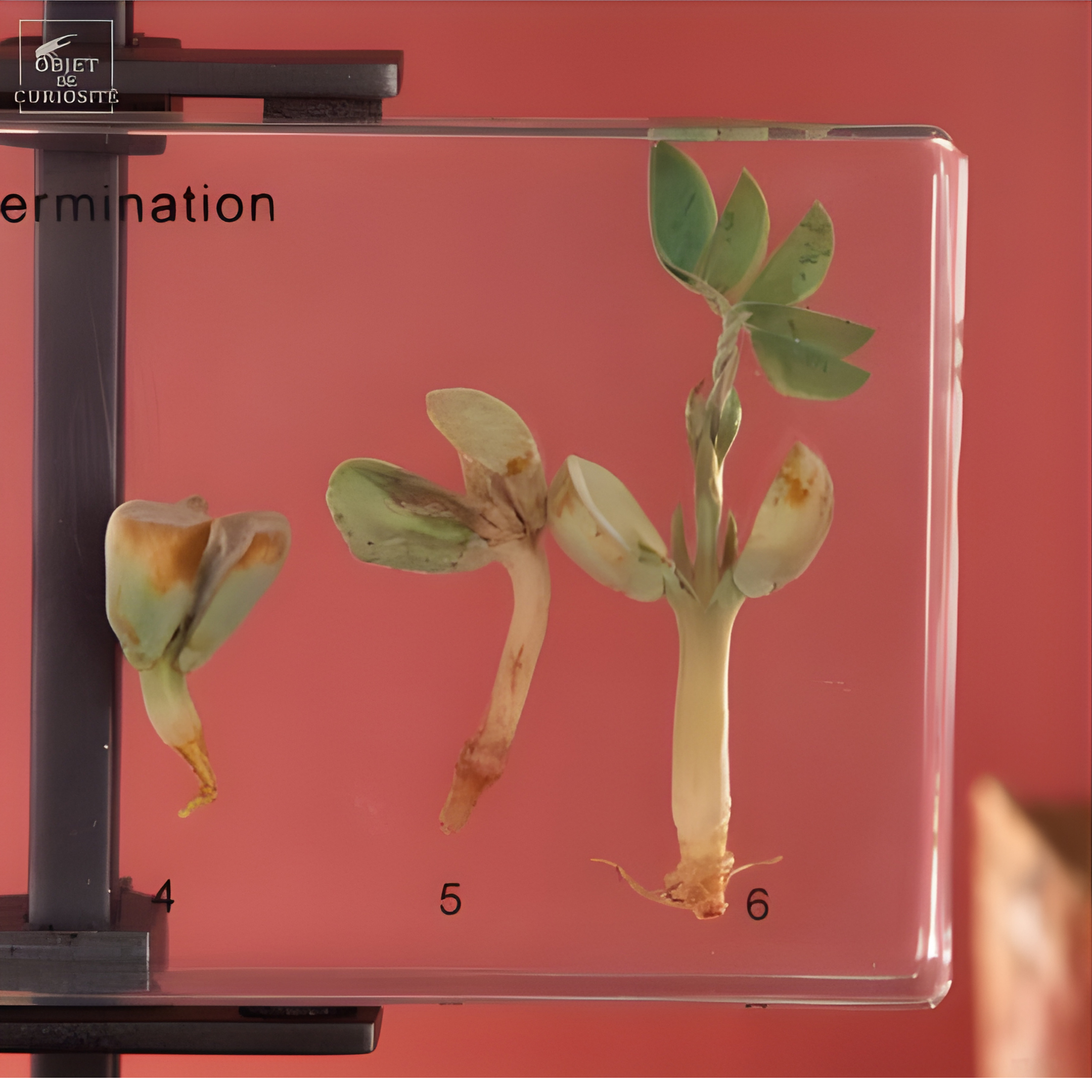 Germination de l'arachide dans résine